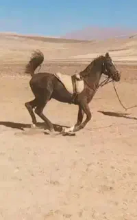 اسب