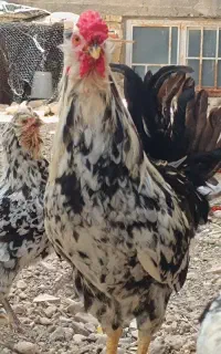 مجسمه / خروس گلین چهل تاج و برهما و طوسی / مرغ