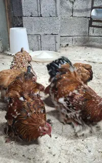 کوشین رد متلد