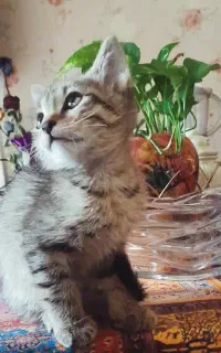 واگذاری گربه dsh