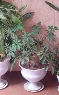 گل و گیاه