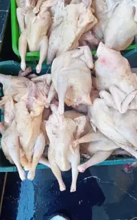 حراج مرغ محلی اوردک محلی خروس محلی