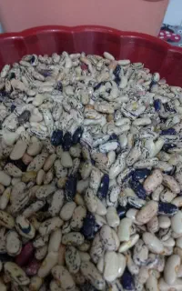 پاچ باقالی