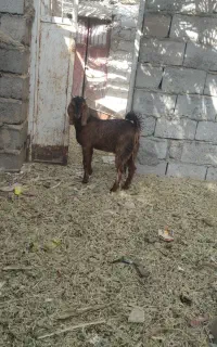 دوتا چپش چاق