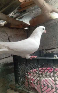کبوتر
