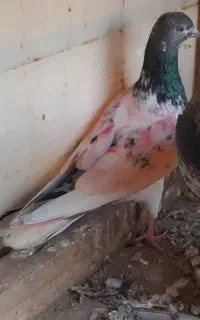 دوعدد اسباب بازی