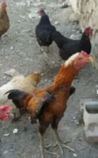 فروش جوجه  خروس چابهاری اصل