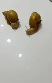 حلزون آلبینو