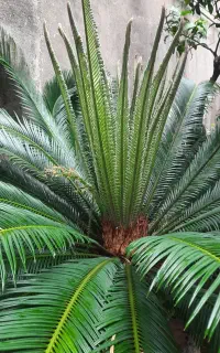 گل سیکاس بزرگ زیبا