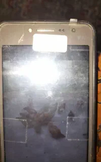 مرغ و خروس محلی