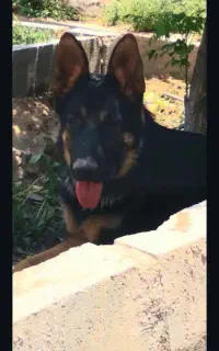 سگ ژرمن اصلی نر ده ماهه