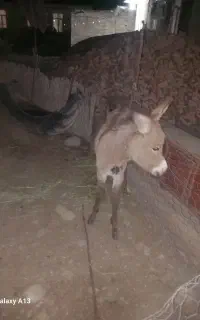 گورخر نر