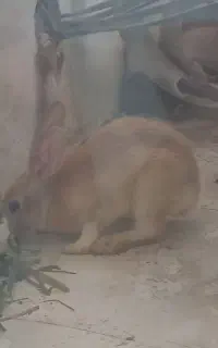 خرگوش