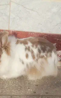 خرگوش لوپ