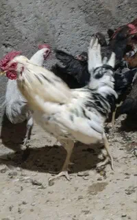 خروس گلین
