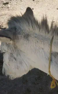 الاغ ماده