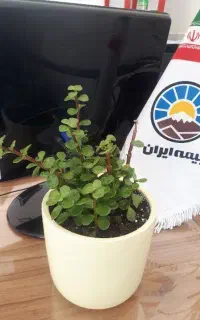 بیمه ایران