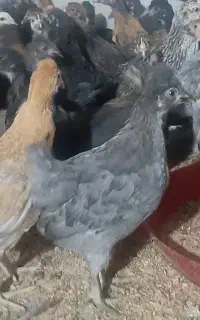 جوجه مرغ و خروس