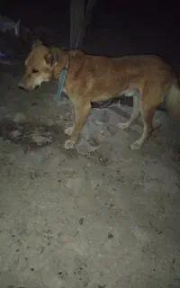 سگ نر