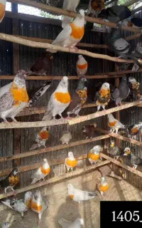 کبوترپرشی