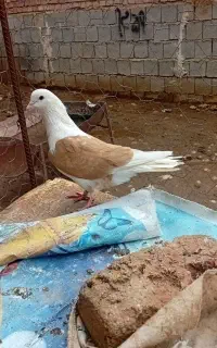 کفتر