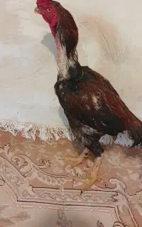 خروس لا''ریی