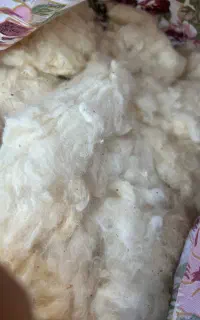 پنبه درجه ۱