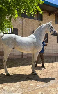 کورسی یکسر دوسر  عرب