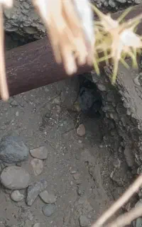 یک عدد کفتر ماده رو تخم خوشگل