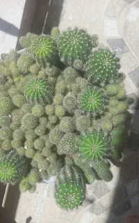 گل کاکتوس