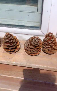 میوه درخت کاج