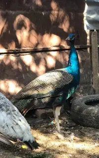 طاووس