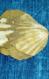 فسیل صدف 50 ساله