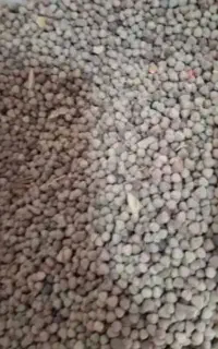 گاودانه