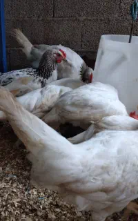 خروس سفید، خروس گلپایگان،کبوتر