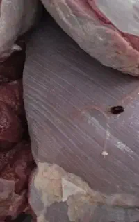 پشت گردن ران خروس