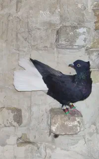 سیاه دمسفید نر پر آخر