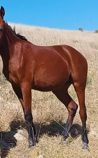 مادیان ۱۴ ماهه