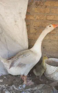 یه عدد غاز با جوجه