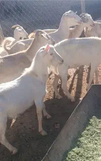 فروش ۷راس بز سانن ویه راس چبش