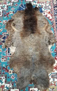 پوست گوسفند خشک شده