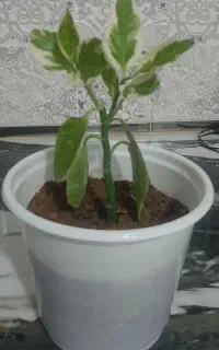 گل شمشیری وبنجامین