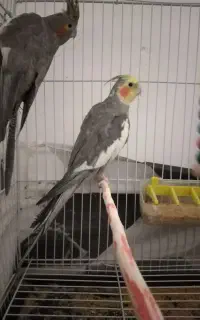 عروس هلندی