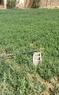 یونجه ی تازه