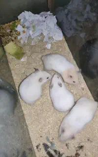 همستر بزرگ کوچیک دارم از نر بالغ تا ماده