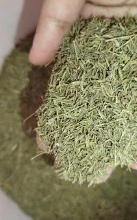 بلکینه ییلاق