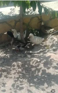 اردک فروشی