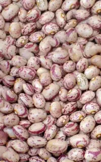 لوبیاچیتی