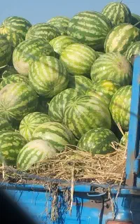 مرادلو