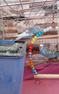 مرغ عشق نر و ماده